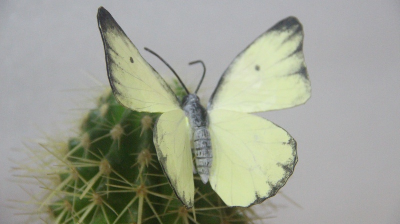 秀美3D打印的蝴蝶展翅起舞-秀美aau3d打印